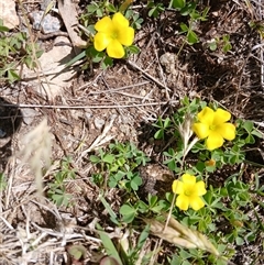 Oxalis perennans (Grassland Wood Sorrel) at Wilsons Valley, NSW - 8 Dec 2024 by mahargiani