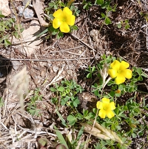 Oxalis perennans at Wilsons Valley, NSW - 8 Dec 2024 11:31 AM