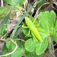 Tettigoniidae (family) (Unidentified katydid) at Kangaroo Valley, NSW - 10 Dec 2024 by lbradley