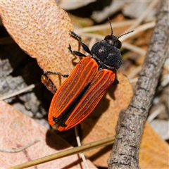 Castiarina erythroptera (Lycid Mimic Jewel Beetle) at Uriarra Village, ACT - 10 Dec 2024 by DPRees125