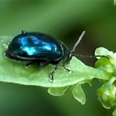 Arsipoda sp. (genus) (A flea beetle) at Kangaroo Valley, NSW - 10 Dec 2024 by lbradley