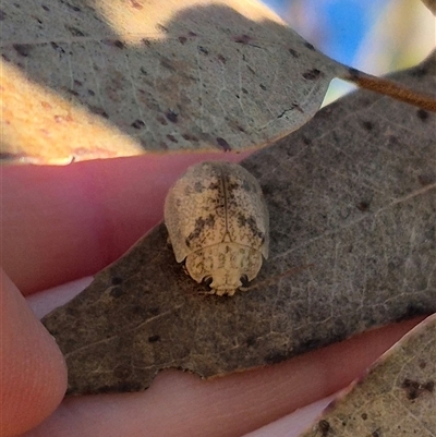 Paropsis charybdis (Eucalyptus leaf beetle) at Gurrundah, NSW - 10 Dec 2024 by clarehoneydove