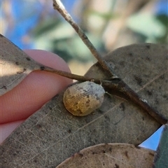 Paropsis charybdis at Gurrundah, NSW - 10 Dec 2024