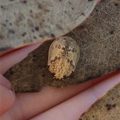 Paropsis charybdis at Gurrundah, NSW - 10 Dec 2024