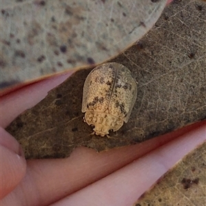 Paropsis charybdis at Gurrundah, NSW - 10 Dec 2024