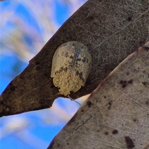 Paropsis charybdis at Gurrundah, NSW - 10 Dec 2024