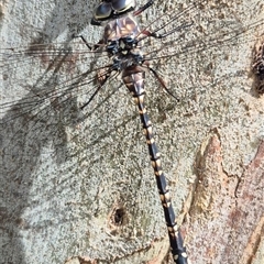 Austroaeschna parvistigma (Swamp Darner) at Grabben Gullen, NSW - 10 Dec 2024 by clarehoneydove