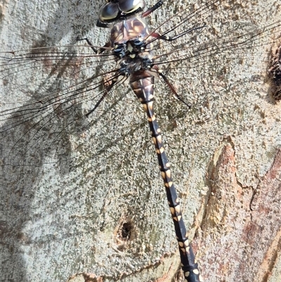 Unidentified Dragonfly (Anisoptera) at Grabben Gullen, NSW - 10 Dec 2024 by clarehoneydove