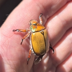 Anoplognathus hirsutus at Crookwell, NSW - 10 Dec 2024 by clarehoneydove