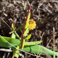 Keyacris scurra (Key's Matchstick Grasshopper) at Gunning, NSW - 9 Dec 2024 by clarehoneydove