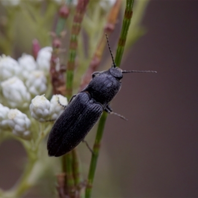 Elateridae (family) (Unidentified click beetle) at Bungonia, NSW - 26 Nov 2024 by KorinneM