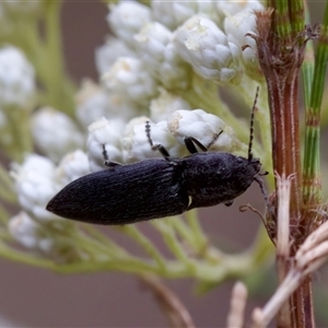 Elateridae sp. (family) at Bungonia, NSW - 26 Nov 2024 05:12 PM