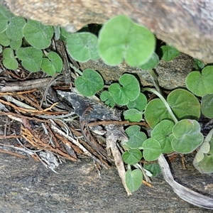 Dichondra sp. Inglewood (J.M.Dalby 86/93) Qld Herbarium at Cooma, NSW - 10 Dec 2024