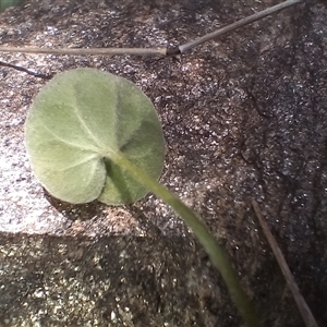 Dichondra sp. Inglewood (J.M.Dalby 86/93) Qld Herbarium at Cooma, NSW - 10 Dec 2024