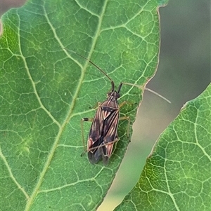 Miridae (family) at Crookwell, NSW - 10 Dec 2024