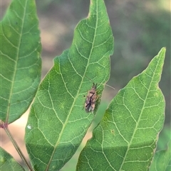 Miridae (family) at Crookwell, NSW - 10 Dec 2024 10:08 AM