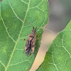 Miridae (family) at Crookwell, NSW - 10 Dec 2024 10:08 AM