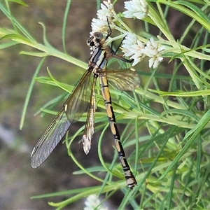 Diphlebia nymphoides at Bungendore, NSW - suppressed