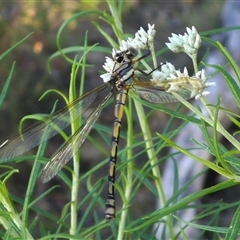 Diphlebia nymphoides at Bungendore, NSW - suppressed