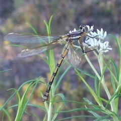 Diphlebia nymphoides at Bungendore, NSW - suppressed