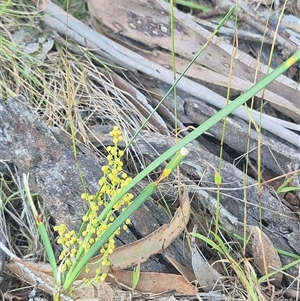 Lomandra filiformis subsp. coriacea (Wattle Matrush) at Grabben Gullen, NSW by clarehoneydove