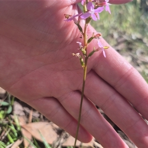 Stylidium sp. at Grabben Gullen, NSW - 10 Dec 2024 04:32 PM