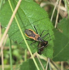 Gminatus australis (Orange assassin bug) at Grabben Gullen, NSW - 10 Dec 2024 by clarehoneydove