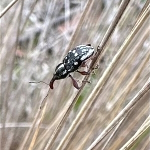 Aoplocnemis rufipes (A weevil) at Rendezvous Creek, ACT by Pirom