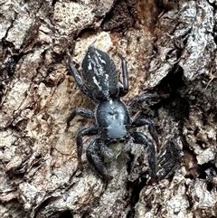 Ocrisiona leucocomis (White-flecked Crevice-dweller) at Ainslie, ACT - 7 Dec 2024 by Pirom