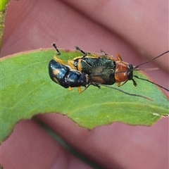 Aporocera (Aporocera) viridipennis (A leaf beetle) at Grabben Gullen, NSW - 10 Dec 2024 by clarehoneydove