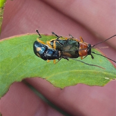 Aporocera (Aporocera) viridipennis (A leaf beetle) at Grabben Gullen, NSW - 10 Dec 2024 by clarehoneydove