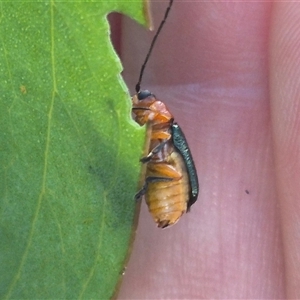 Unidentified Leaf beetle (Chrysomelidae) at Grabben Gullen, NSW by clarehoneydove