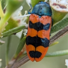 Castiarina crenata (Jewel beetle) at Denman Prospect, ACT - 9 Dec 2024 by Miranda