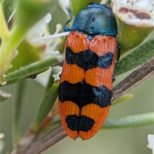 Castiarina crenata (Jewel beetle) at Denman Prospect, ACT by Miranda