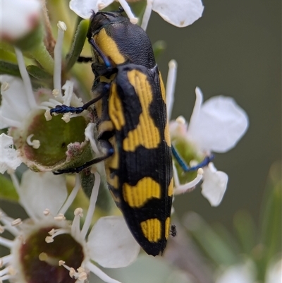 Castiarina octospilota (A Jewel Beetle) at Denman Prospect, ACT - 9 Dec 2024 by Miranda