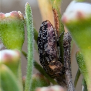 Diphucrania sp. (genus) at Denman Prospect, ACT by Miranda