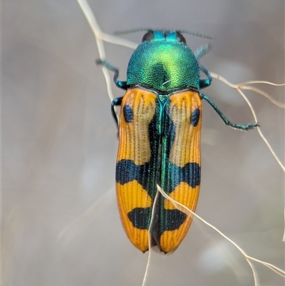 Castiarina scalaris (Scalaris jewel beetle) at Denman Prospect, ACT - 9 Dec 2024 by Miranda