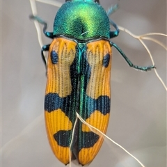 Castiarina scalaris at Denman Prospect, ACT - 9 Dec 2024 05:56 PM