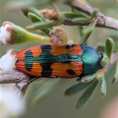 Castiarina scalaris at Denman Prospect, ACT - 9 Dec 2024 05:56 PM