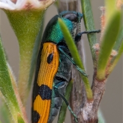 Castiarina scalaris at Denman Prospect, ACT - 9 Dec 2024 05:56 PM