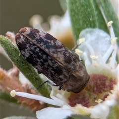 Diphucrania sp. (genus) (Jewel Beetle) at Denman Prospect, ACT - 9 Dec 2024 by Miranda