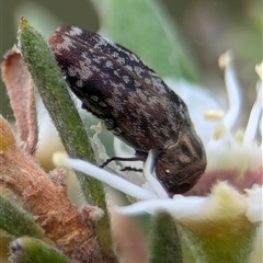 Diphucrania sp. (genus) at Denman Prospect, ACT - 9 Dec 2024 05:50 PM