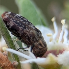 Diphucrania sp. (genus) at Denman Prospect, ACT - 9 Dec 2024 05:50 PM