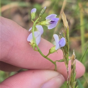 Glycine clandestina (Twining Glycine) at Grabben Gullen, NSW by clarehoneydove