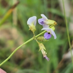 Glycine clandestina at Grabben Gullen, NSW - 10 Dec 2024 04:24 PM