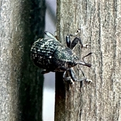 Chrysolopus spectabilis (Botany Bay Weevil) at Aranda, ACT - 10 Dec 2024 by KMcCue