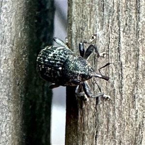 Chrysolopus spectabilis (Botany Bay Weevil) at Aranda, ACT by KMcCue