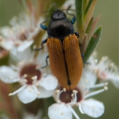 Castiarina subpura (A jewel beetle) at Denman Prospect, ACT - 9 Dec 2024 by Miranda