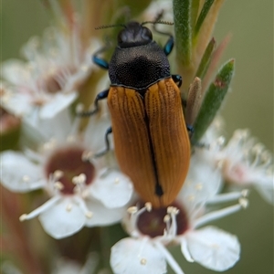 Castiarina subpura (A jewel beetle) at Denman Prospect, ACT by Miranda