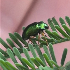 Unidentified Leaf beetle (Chrysomelidae) at Grabben Gullen, NSW - 10 Dec 2024 by clarehoneydove